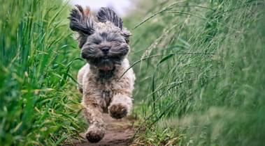                                                         Ferienhuser mit Hund            