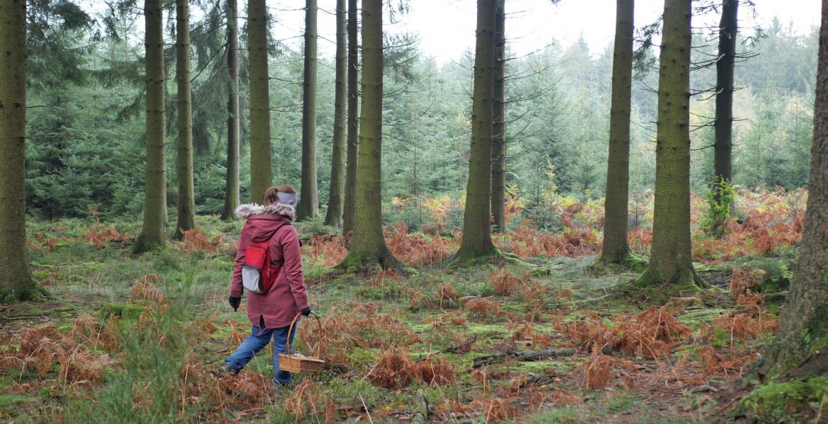 Nous avons testé : une balade à la cueillette des champignons