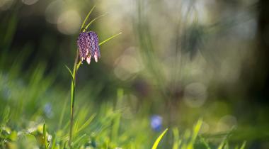 De vier seizoenen van de Ardennen