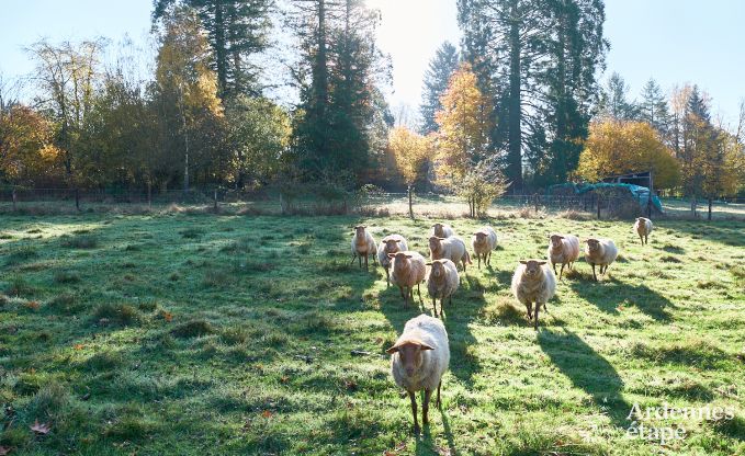 Ferienhaus Alle-sur-Semois 9 Pers. Ardennen