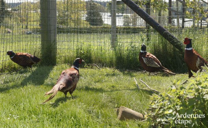 Ferienhaus Amel 12 Pers. Ardennen Wellness Behinderten gerecht