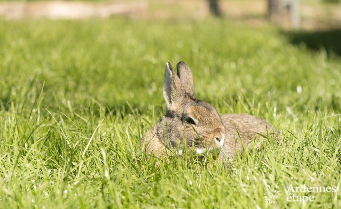 Ferienhaus Amel 12 Pers. Ardennen Wellness Behinderten gerecht