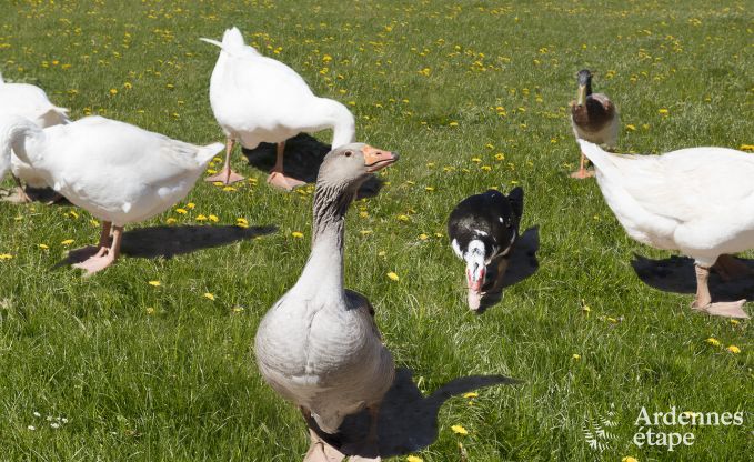 Ferienhaus fr 10/12 Personen in Amel, Hohes Venn