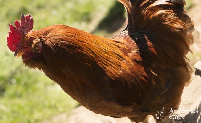 Ferienhaus fr 10/12 Personen in Amel, Hohes Venn