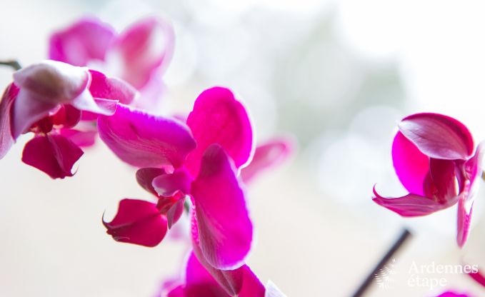 Ferienhaus Aubel 45 Pers. Ardennen Behinderten gerecht