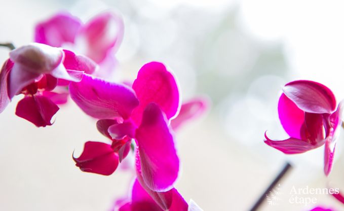 Ferienhaus Aubel 11 Pers. Ardennen Behinderten gerecht