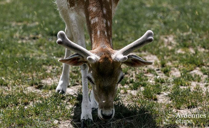 au�ergew�hnliche Ferienwohnung Aubel 14 Pers. Ardennen Wellness Behinderten gerecht
