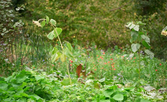 Ger�umige Jurte f�r 4 Personen in Aywaille mit Holzpelletofen und Privatgarten mit Terrasse