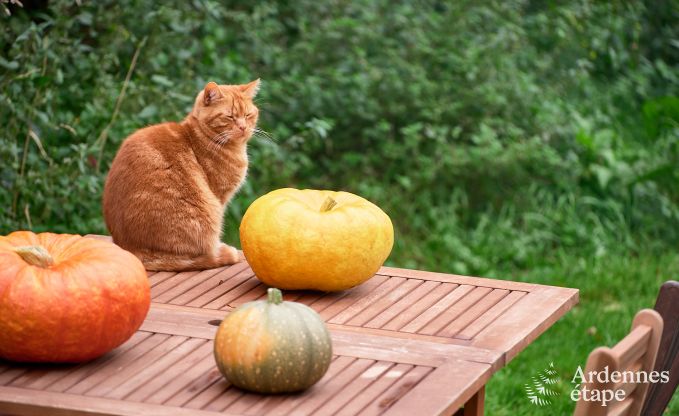 Ger�umige Jurte f�r 4 Personen in Aywaille mit Holzpelletofen und Privatgarten mit Terrasse