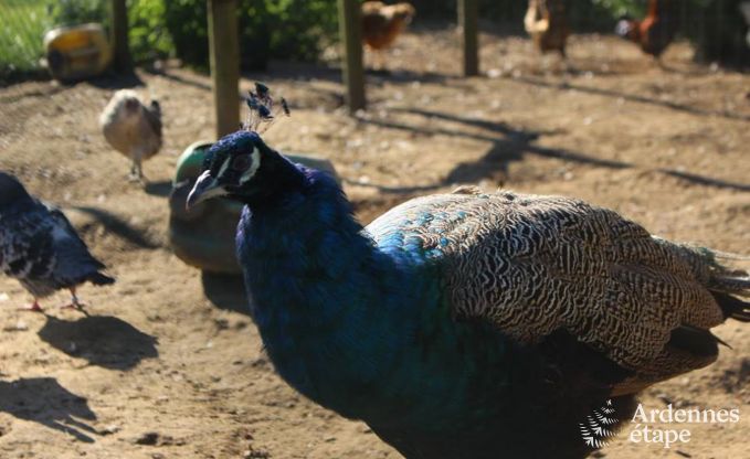 Ferienhaus Baclain (Gouvy) 6/7 Pers. Ardennen Wellness