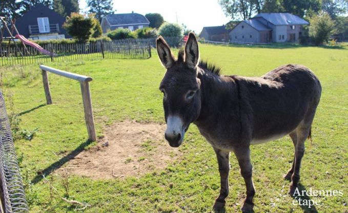 Ferienhaus Baclain (Gouvy) 6/7 Pers. Ardennen Wellness