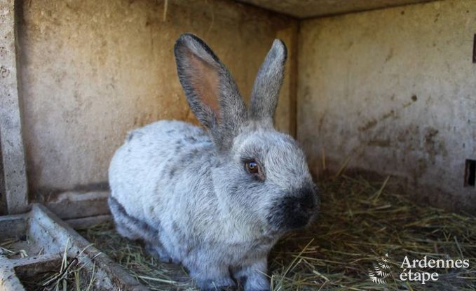 Ferienhaus Baclain (Gouvy) 6/7 Pers. Ardennen Wellness