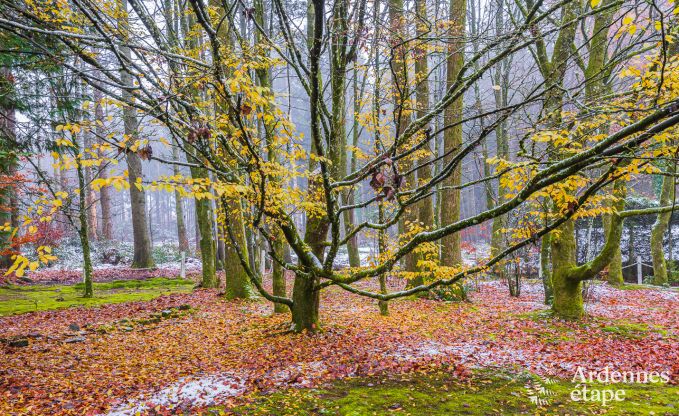 Ferienhaus Bastogne 4 Pers. Ardennen Behinderten gerecht