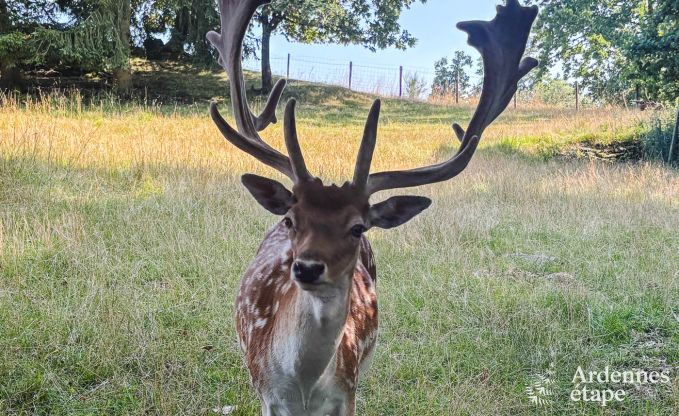 Charmantes Haus in Bastogne in den Ardennen: Unterkunft f�r 18 Personen