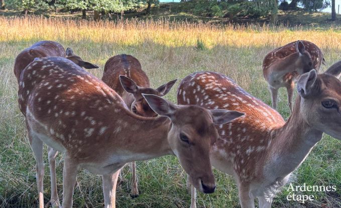 Charmantes Haus in Bastogne in den Ardennen: Unterkunft f�r 18 Personen