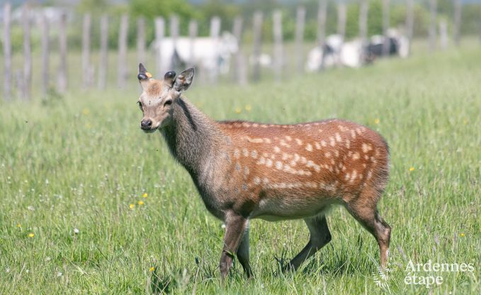 Ferienhaus Bastogne 12 Pers. Ardennen