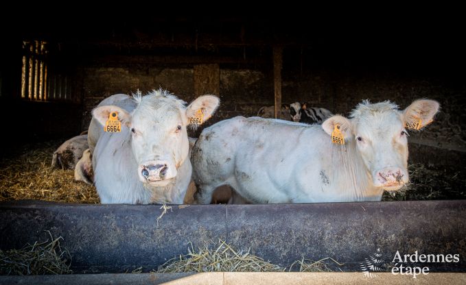 Ferienhaus in Bastogne: ger�umige Unterkunft f�r 14 Personen mit 6 Schlafzimmern und Spielzimmer