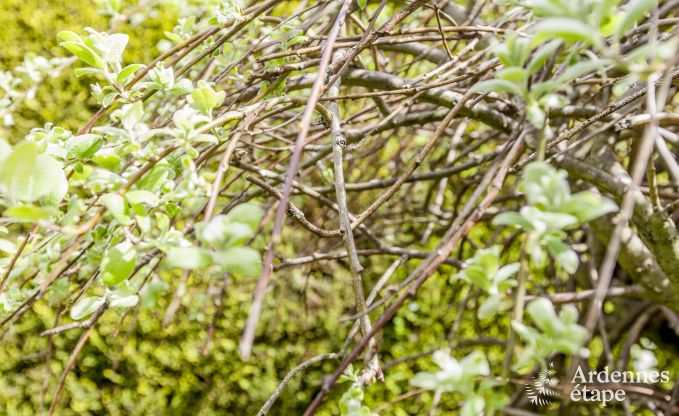 Ferienhaus Beauraing 20/24 Pers. Ardennen Wellness