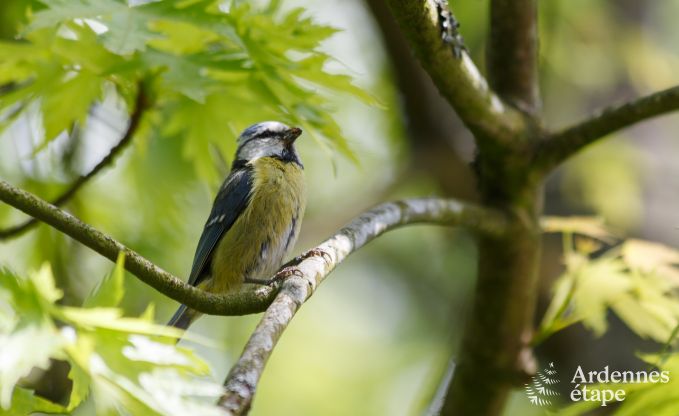 Schloss Beauraing 12 Pers. Ardennen Wellness