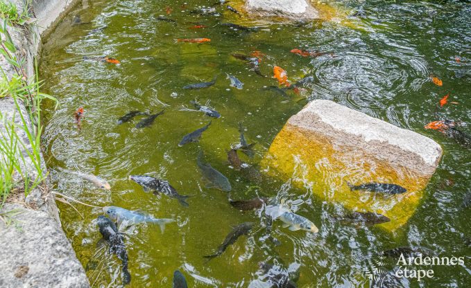 Schloss Beauraing 38 Pers. Ardennen Schwimmbad Wellness Behinderten gerecht