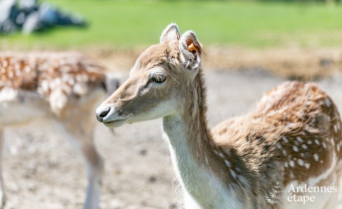 Schloss Beauraing 38 Pers. Ardennen Schwimmbad Wellness Behinderten gerecht