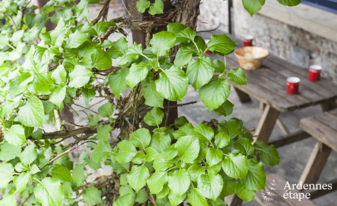 Ferienhaus Beauraing 20/24 Pers. Ardennen Wellness