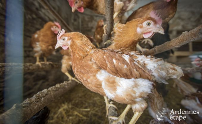Ferienhaus Bertrix 9 Pers. Ardennen Wellness