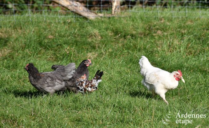 Urlaub auf dem Bauernhof Bertrix 4 Pers. Ardennen