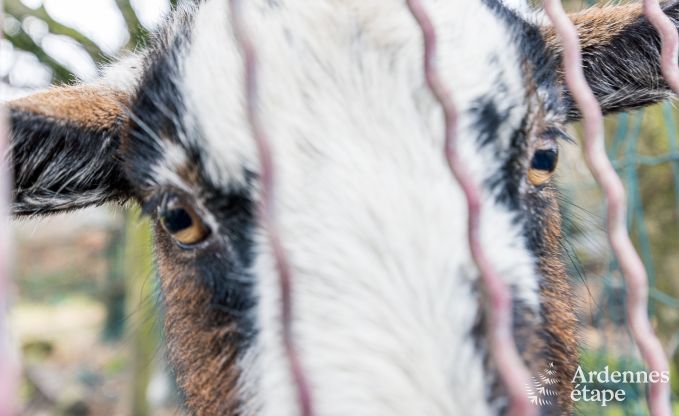 Ferienhaus Bi�vre 7 Pers. Ardennen