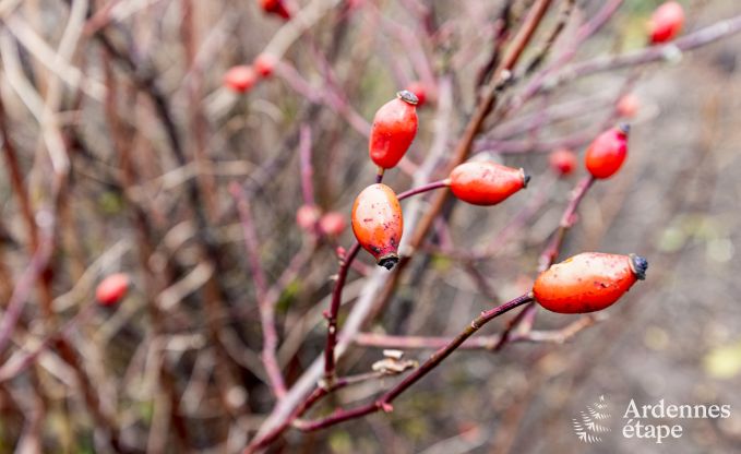 Ferienhaus Bi�vre 7 Pers. Ardennen