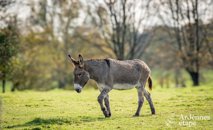 Charmantes Haus in Binche f�r 6 Personen