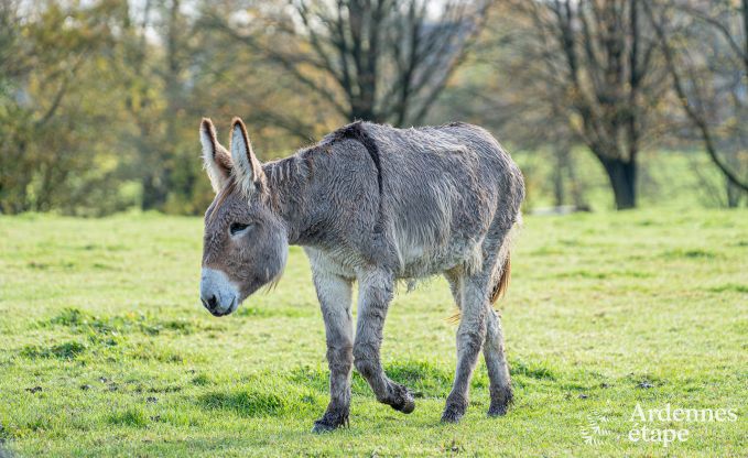 Charmantes Haus in Binche f�r 6 Personen