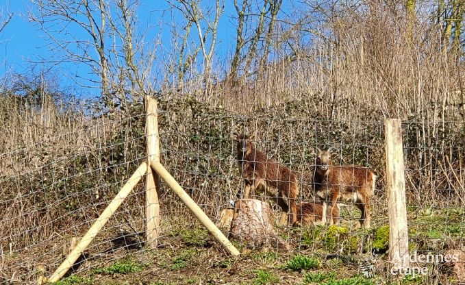 Wunderschnes Ferienhaus in Bomal-Sur-Ourthe, Ardennen
