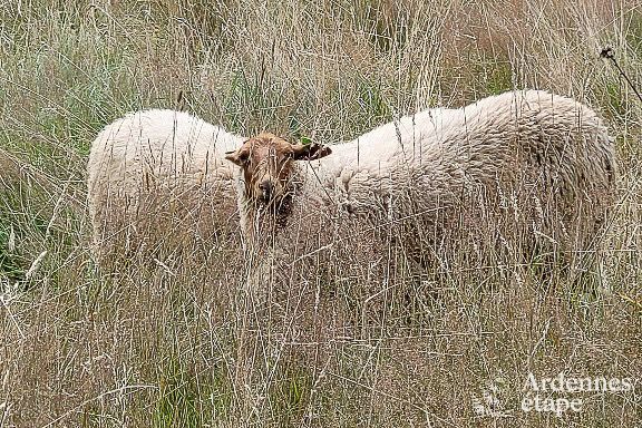 Ferienhaus Bouillon 12 Pers. Ardennen