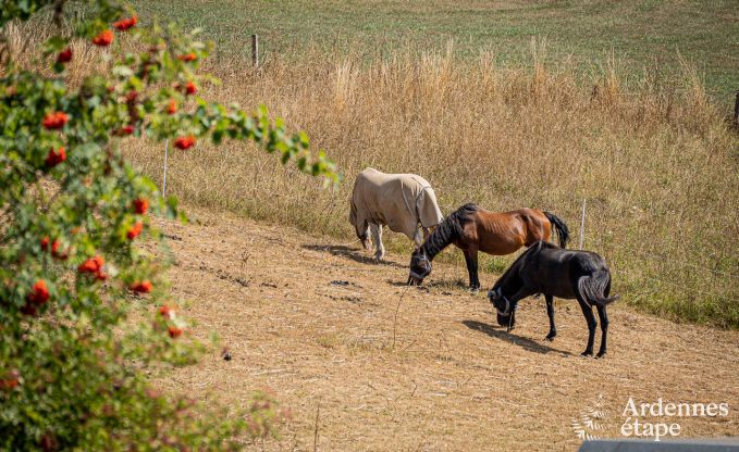 Ferienhaus Burg-Reuland 5/6 Pers. Ardennen Wellness