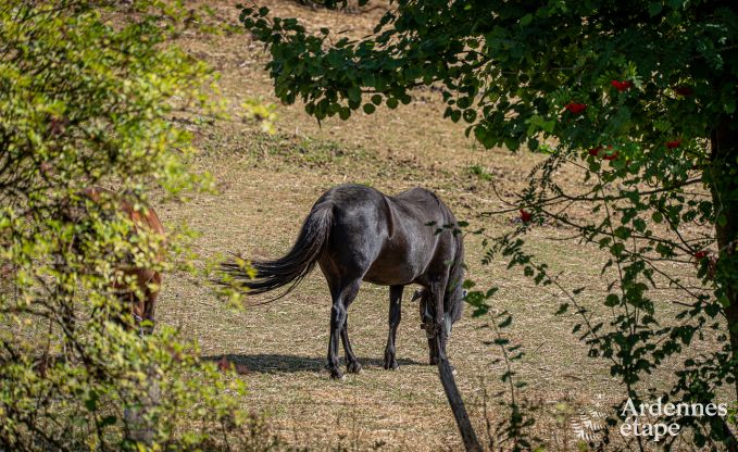Ferienhaus Burg-Reuland 5/6 Pers. Ardennen Wellness