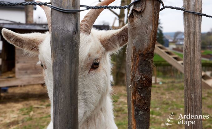 Fahrrad- und hundefreundliches Ferienhaus fr 16 in Butgenbach, Hohes Venn