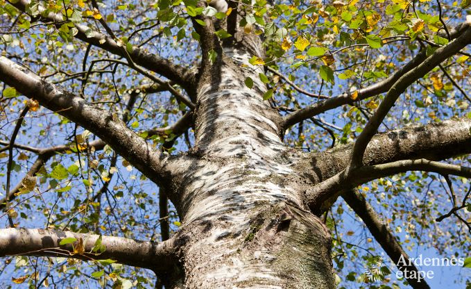 Ferienhaus Butgenbach 10 Pers. Ardennen Wellness