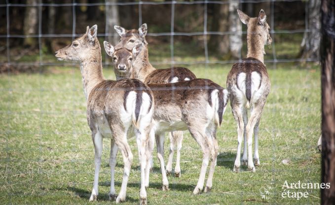 Wohnung Butgenbach 4 Pers. Ardennen