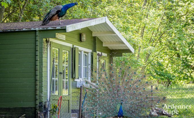 Ferienhaus Cerfontaine 12/14 Pers. Ardennen
