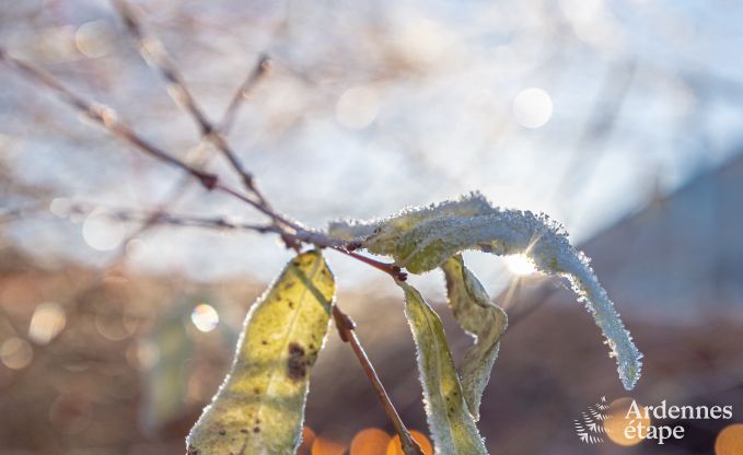 Ferienhaus Ciergnon 4 Pers. Ardennen