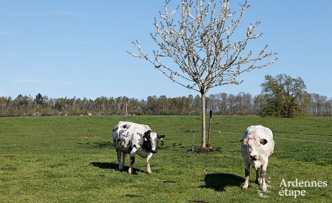 Ferienhaus Ciney 24 Pers. Ardennen Behinderten gerecht