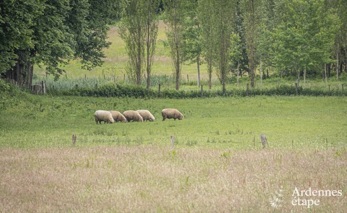 Luxusvilla Ciney 10 Pers. Ardennen Wellness