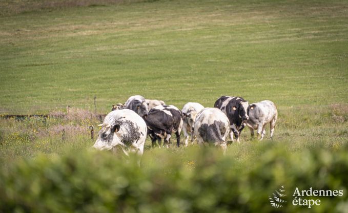 Luxusvilla Ciney 10 Pers. Ardennen Wellness
