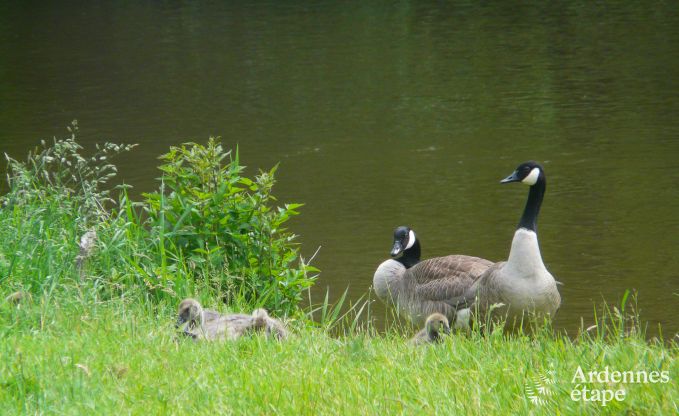 Luxusvilla Coo 8 Pers. Ardennen Wellness