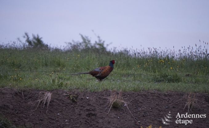 Cottage Couvin 6 Pers. Ardennen Schwimmbad Wellness
