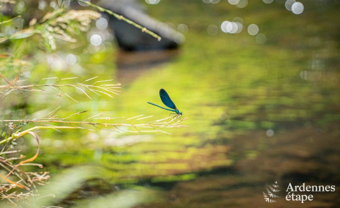 Cottage Couvin 4 Pers. Ardennen
