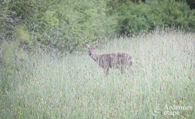 Cottage Couvin 6 Pers. Ardennen Schwimmbad Wellness