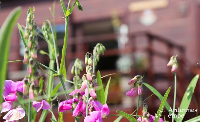 Chalet Dinant (Hasti�re) 6 Pers. Ardennen