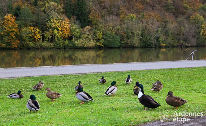 Chalet Dinant (Hasti�re) 6 Pers. Ardennen